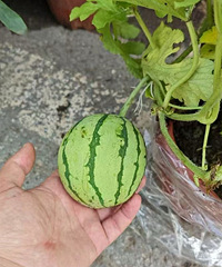 ���е������磬����ܳ���