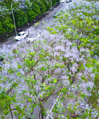 重庆这些地方的蓝花楹梦幻盛开