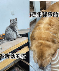 85170CMȾƵĴҵ飬èй