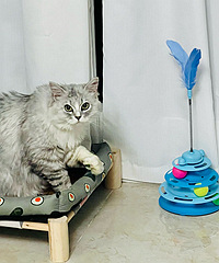 �����С��ߣ�����ϲ����