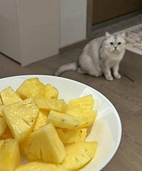 ���ݷ������è���˶����