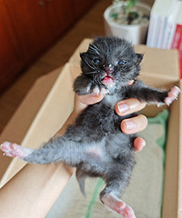 ��2ֻС��è����������