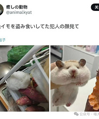 ���׶���˵�������ϻ���һ����......���Ƿ��