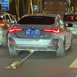 小猫遭拖行?有反转