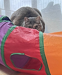 è��������߶����������