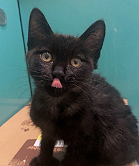 �����µĺ�è�ܵ�������