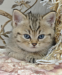 ��������ʲôƷ�ֵ�è