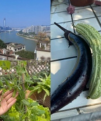 楼顶菜园记,轻松实现蔬果自由不是梦!