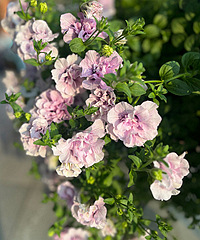 ��һ���ְ�ǣţ�Ϳ�������