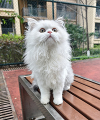 ������ȥ��Ҷ���������Ů