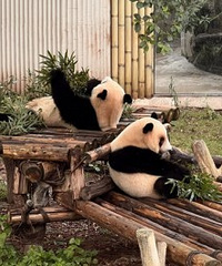 重庆动物园端午免门票啦