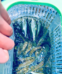 钓鱼钓到了瞌睡虫