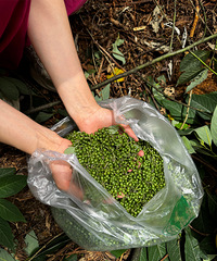 ����ľ�����ͣ��������г��ĵ�ζ����