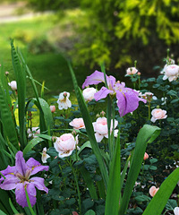 �乫԰̫�����ˣ���������