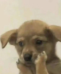 ��ɩ�ӻ��У����費���ٸ����񣬽��ɩ�ӰѺ��Ӵ���