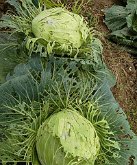 �Լ��ֵĲ�һ��ҩ��û�Ҵ�