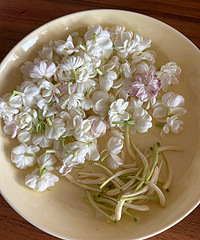 ���򻨿���ÿ����ժһ����