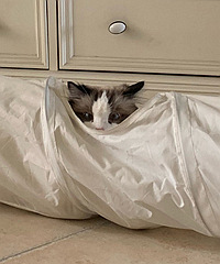 ��ɹɹ����è���Բص���Ƭ