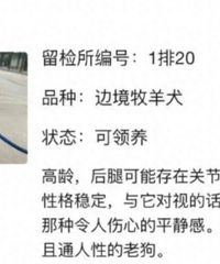 北京公安局领养犬页面描述哭死我”