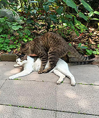 ͭԪ�����վ����è������