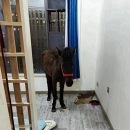 租户在屋头养了一匹马