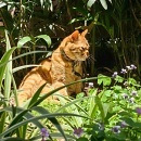 猫屎绣球了解一下