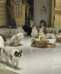 ���è����è����ۻ�����