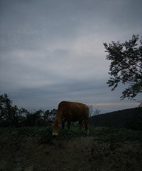 �����������ܱߵ�ħ��ɭ��