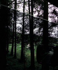 �����������ܱߵ�ħ��ɭ��