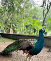 ����ˮ����vlog1.0