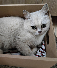 ��һֻСè�Һ���������