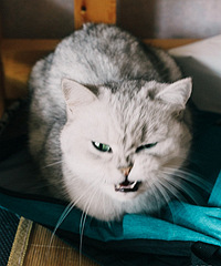 ��è���������鲻�ͷ��ú�