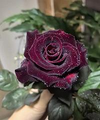 2��ڰͿ��¼������ܲ���