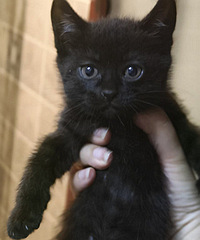 2ֻ����ֵ��С��è������