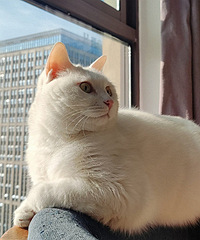 ����ֵСĸè�Һ���������