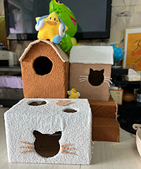 �Լ���è���������è����