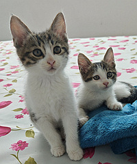 2ֻ2���µ��껨�ܵ�������