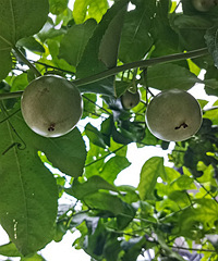 �����ճɺð�����м�ʮ��