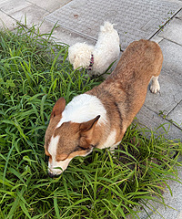 С�����ž��Ҳݳԣ�զ����