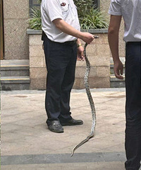 ���ף�С����ץ�����ˣ�ƽʱС��ɢ����ע�ⰲȫ