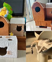 �Լ�������ƣ���è���˸�è����