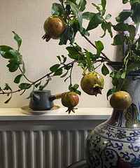 ��һ����ʯ��֦����ÿ�