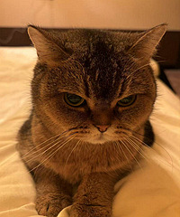 һ��è�����Һ���������