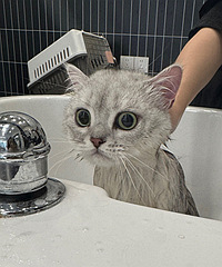 èȥϴ��о�����������