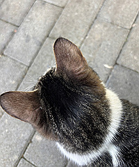 һ�˷�һ��ͼ֤������è��