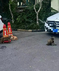 [��ע]Ů�����ϱ�ҧ��4��Ѫ����С���ڳ�Ⱥ��ӣ�����������