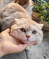 ��ֵ���Ը��è�ܵ�������