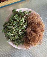 [����]���������ʪ��ƫ����������Ѳݡ�ר����ʪ�������