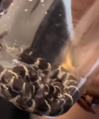 网购黑白王蛇,趁人不备逃跑了