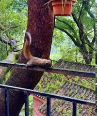 歌乐山亲子徒步隐藏玩法,投喂小松鼠记